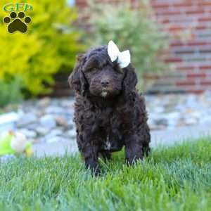 Daisy, Newfypoo Puppy